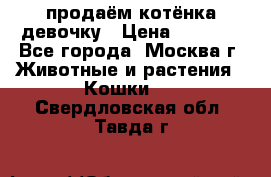 продаём котёнка девочку › Цена ­ 6 500 - Все города, Москва г. Животные и растения » Кошки   . Свердловская обл.,Тавда г.